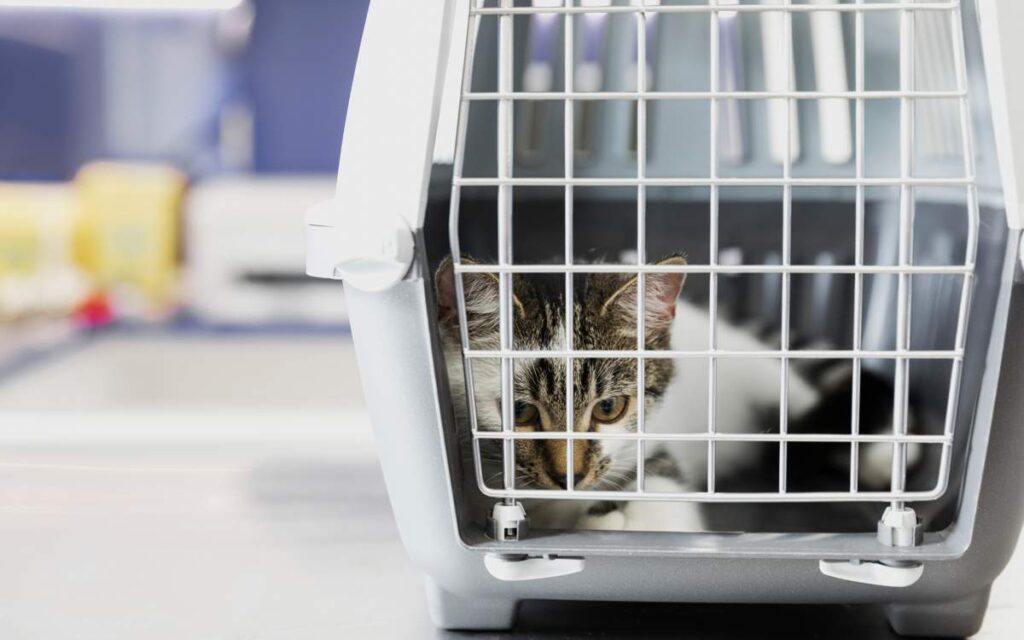 Путешествие с питомцем: казахстанцам напомнили правила перевозки животных в самолетах