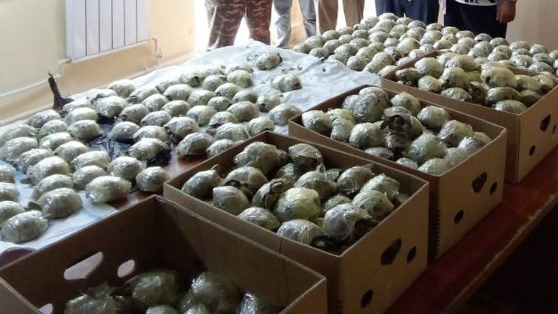 400 краснокнижных черепах пытались вывезти из Узбекистана