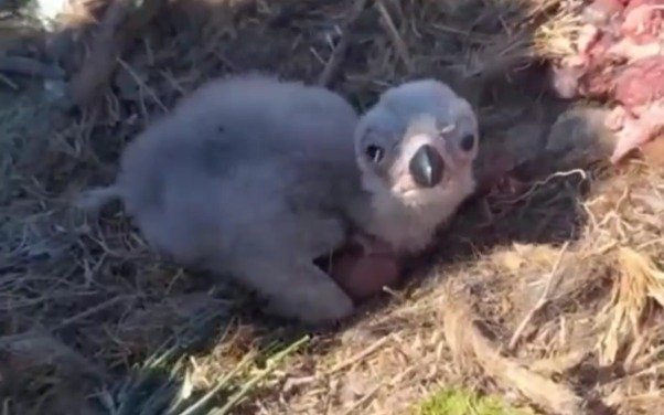 В Шарынском нацпарке нашли гнездо редкого орла ягнятника