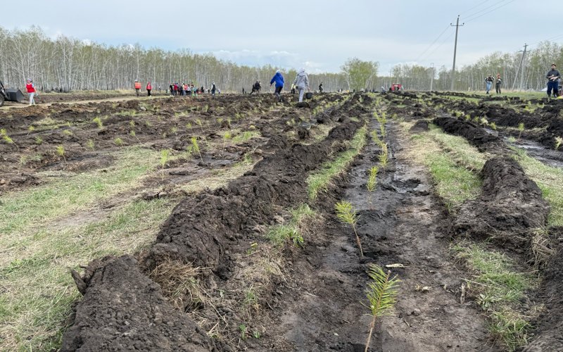 15 тысяч сеянцев сосны высадили на окраине Петропавловска 15 тысяч сеянцев сосны высадили на окраине Петропавловска