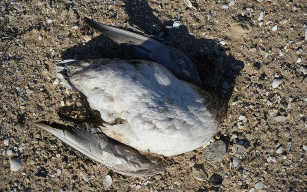В Актау у берегов Каспийского моря обнаружены мертвые птицы