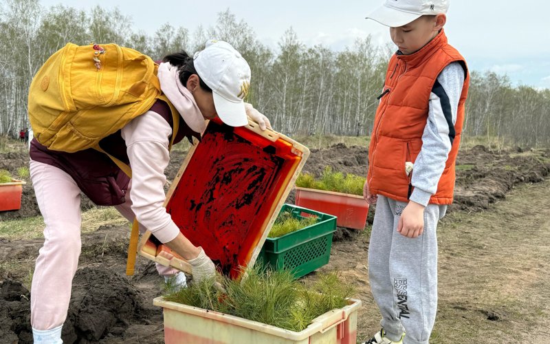 15 тысяч сеянцев сосны высадили на окраине Петропавловска 15 тысяч сеянцев сосны высадили на окраине Петропавловска