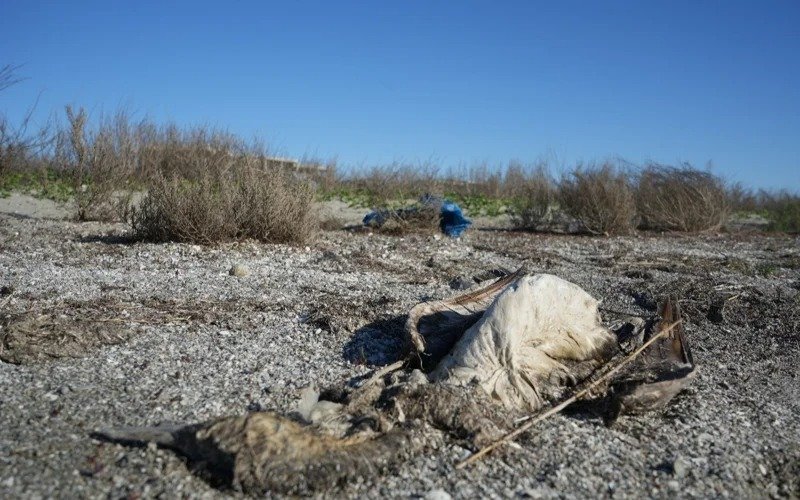 мертвые птицы мертвые птицы