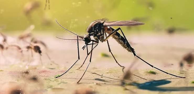 Колумбия объявила ЧС из-за вспышки желтой лихорадки