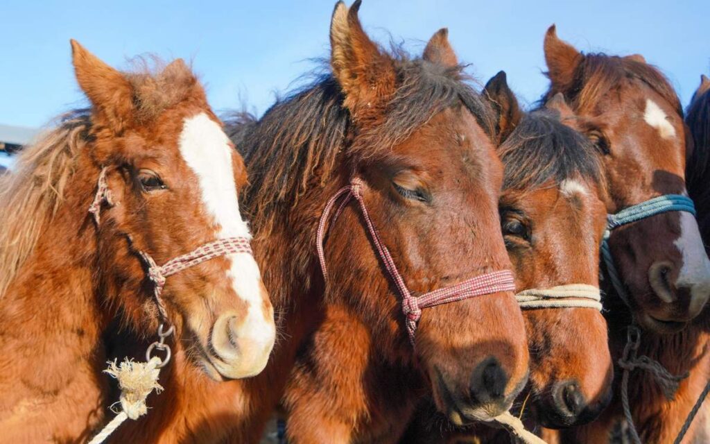 146 голов скота похитили в Жамбылской области за 3 месяца