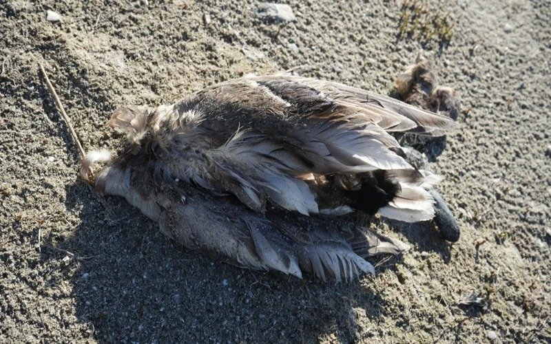 мертвые птицы мертвые птицы