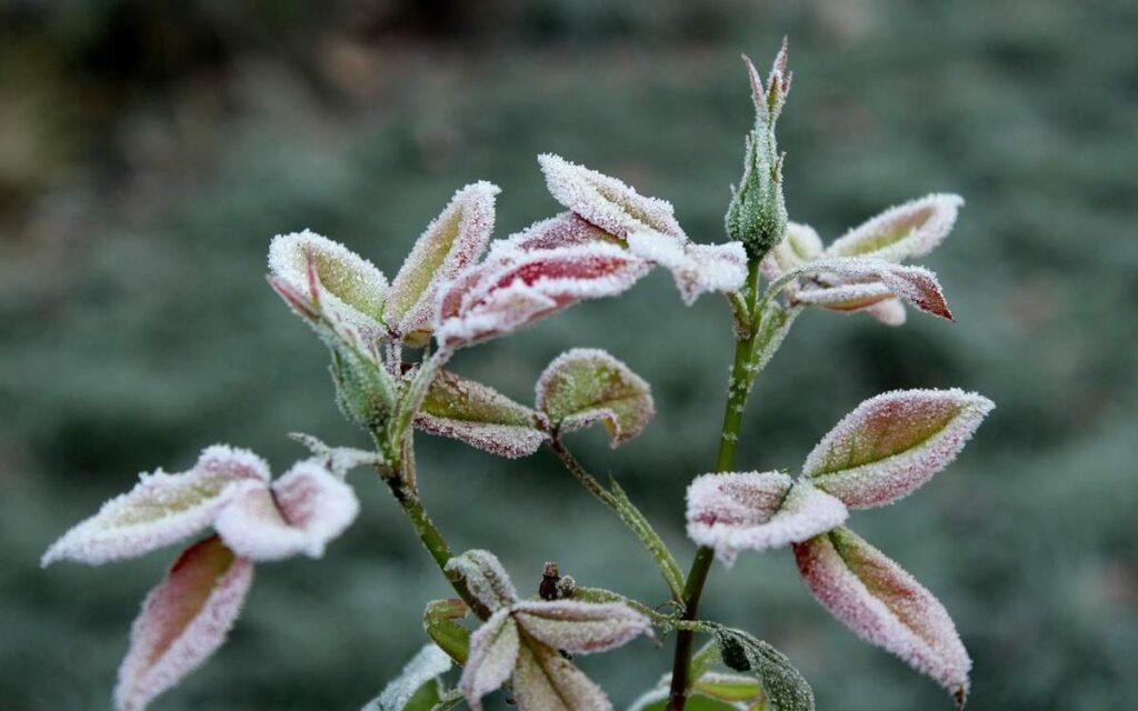 На большей территории Казахстана прогнозируют ночные заморозки
