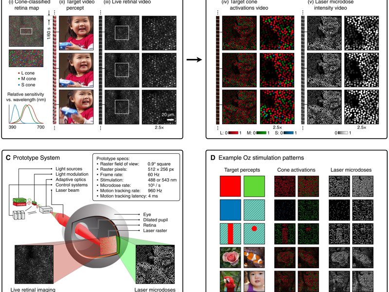 цвет оло цвет оло