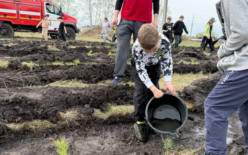 15 тысяч сеянцев сосны высадили на окраине Петропавловска