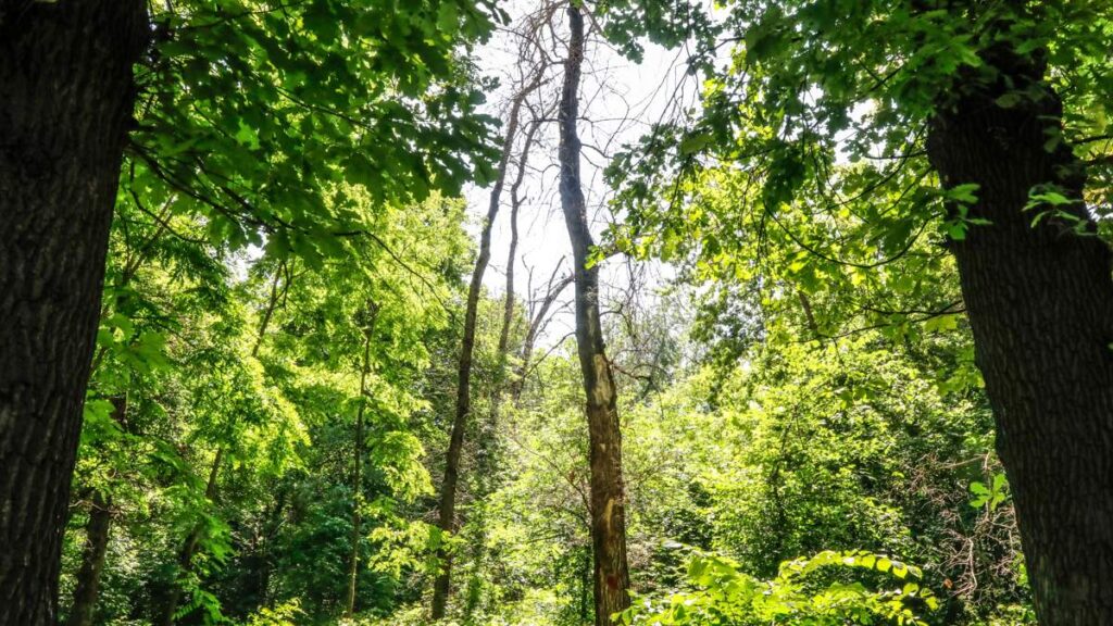 «Умными» вышками защитят леса в ВКО