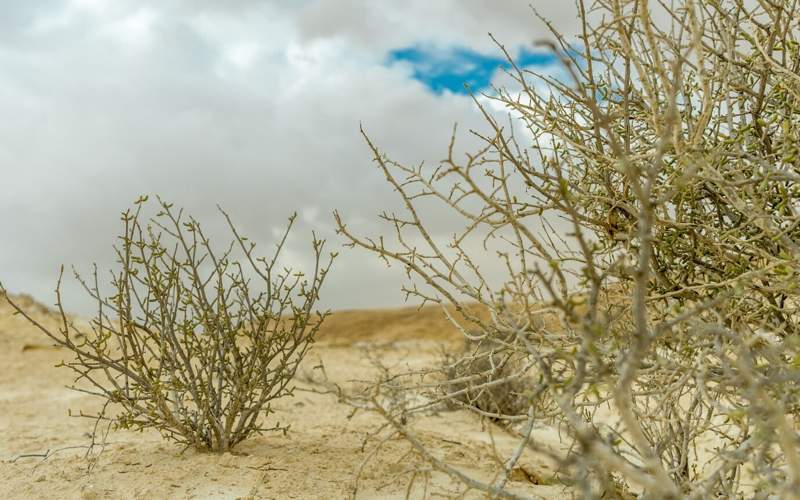 степь степь