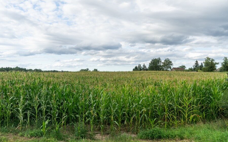 Площади кормовых и масличных культур увеличат в Карагандинской области