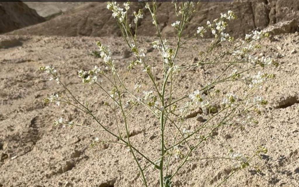 Редкое растение из Красной книги обнаружили в Устюртском заповеднике