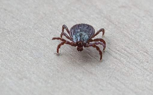 Семь человек пострадали от укусов клещей в Восточном Казахстане