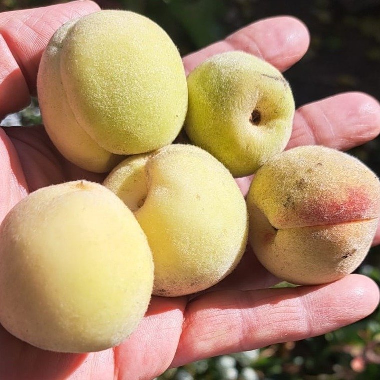 Свое с грядки: выгодно ли содержать дачу в Павлодарской области Свое с грядки: выгодно ли содержать дачу в Павлодарской области