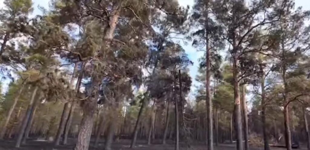 Системы раннего оповещения о пожарах установят в «Семей орманы»