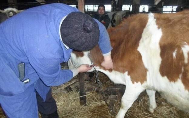 Карантин из-за бруцеллеза ввели в одном из сел в Костанайской области