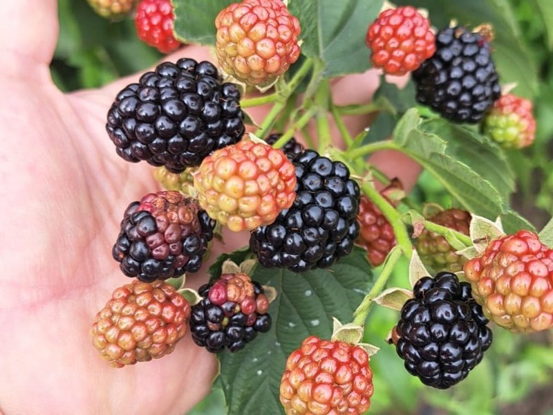 Свое с грядки: выгодно ли содержать дачу в Павлодарской области Свое с грядки: выгодно ли содержать дачу в Павлодарской области