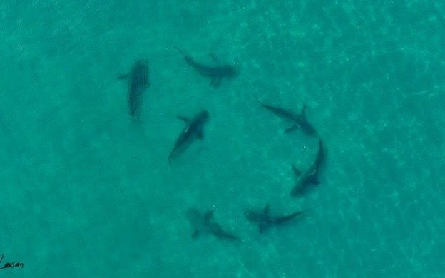 В Израиле второй день ищут дайвера, подвергшегося нападению акулы