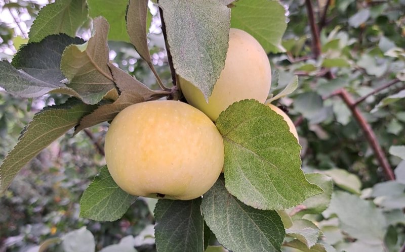 Свое с грядки: выгодно ли содержать дачу в Павлодарской области Свое с грядки: выгодно ли содержать дачу в Павлодарской области