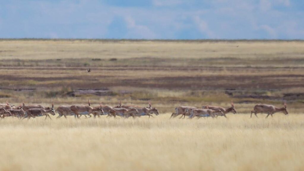 Весенний авиаучет сайгаков провели в Костанайской области