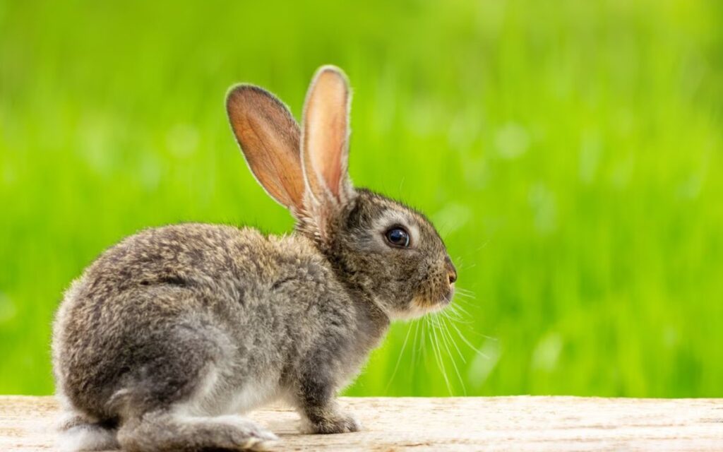 Самолет экстренно сел в Денвере из-за кролика в двигателе