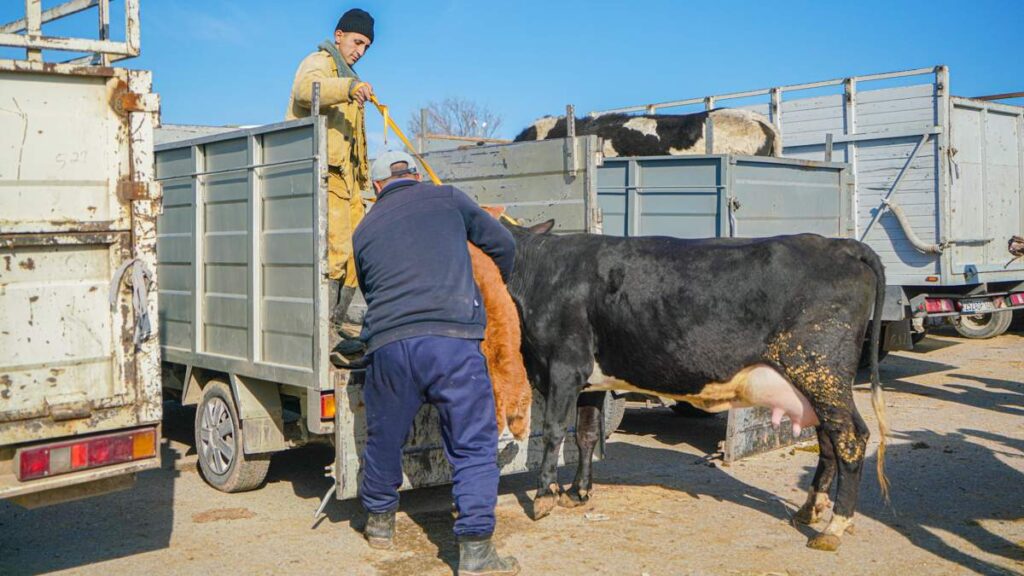 Убойных площадок для скота не хватает в Костанайской области