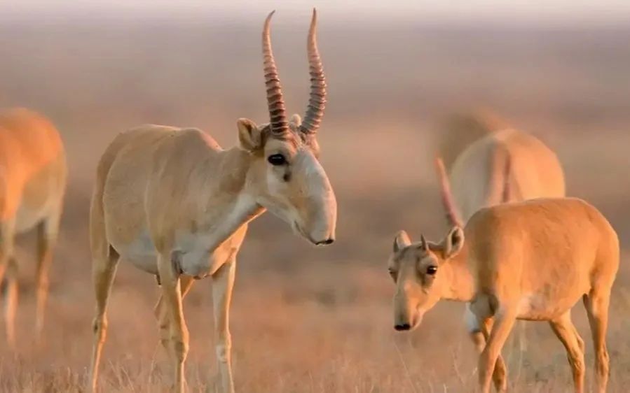Елімізде 17 мыңнан астам киік мүйізі тәркіленді