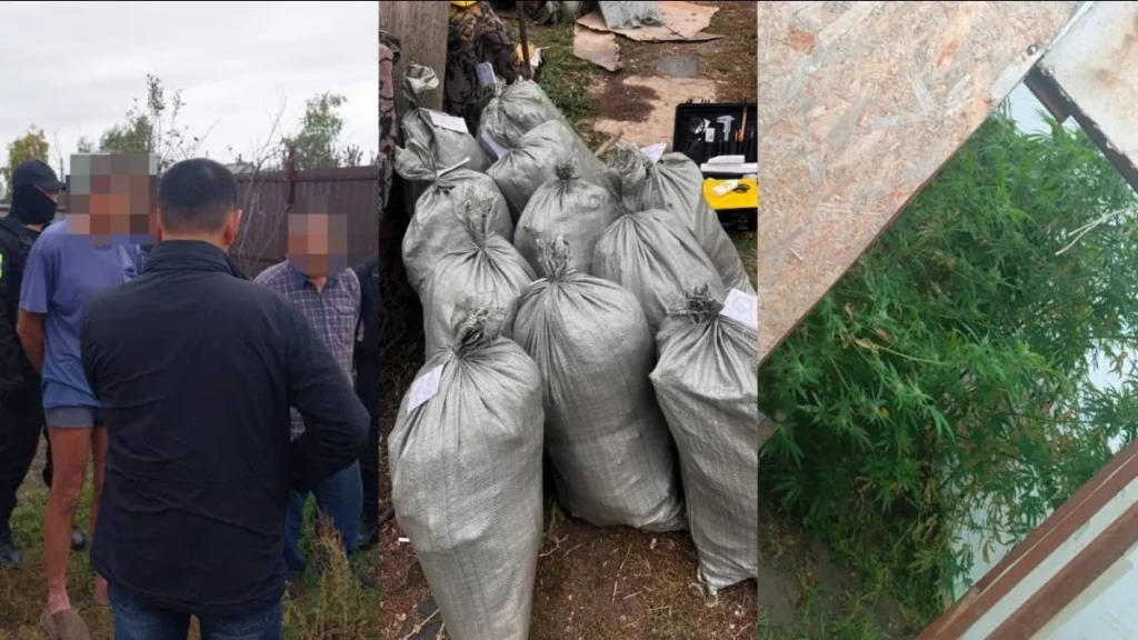 Қостанай облысында марихуана өсірген тұрғын ұсталды