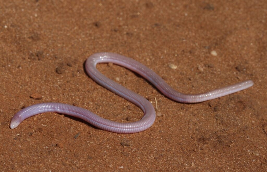 Червь в супе