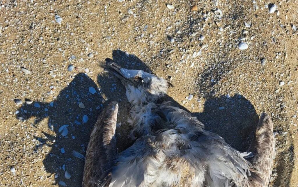 В Мангистау на побережье Каспия обнаружили мёртвых птиц