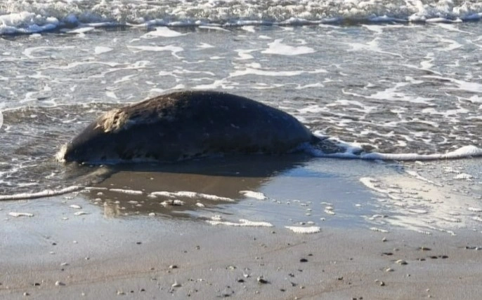 Маңғыстауда итбалықтардың өлексесінің саны жүзден асты