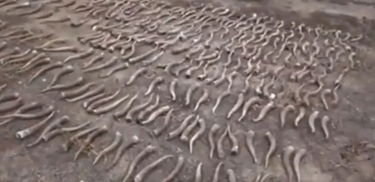 Жезқазғанда ер адамнан 300-ден астам киік мүйізі тәркіленді