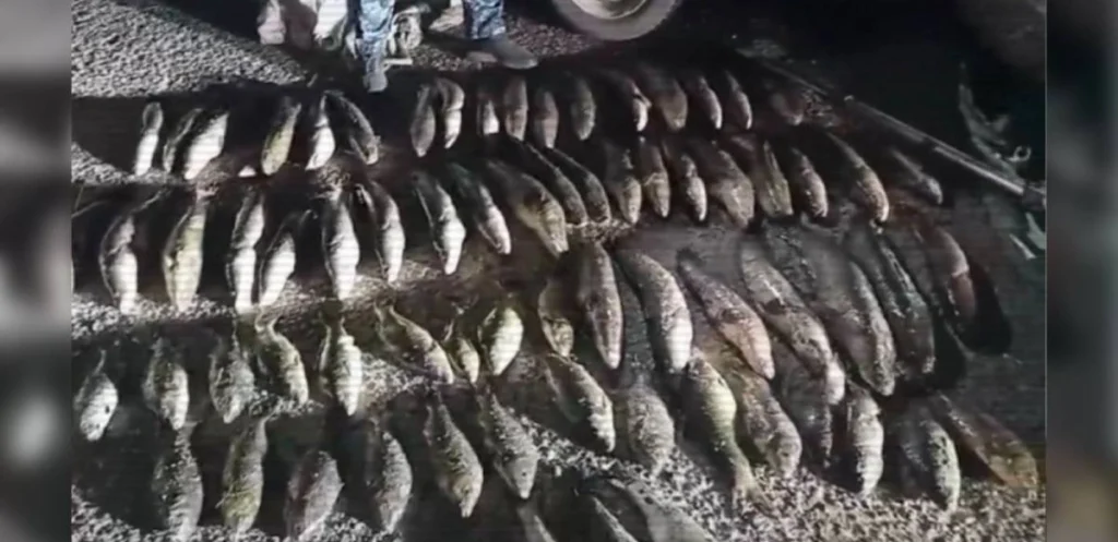 Ақмола облысында 640 келі балық аулаған браконьерлер сотталды