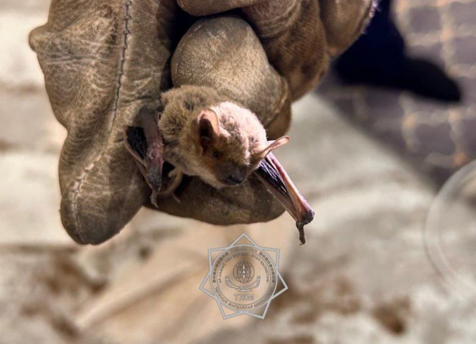 Летучие мыши, еноты, змеи: кого еще спасали в 2025 году