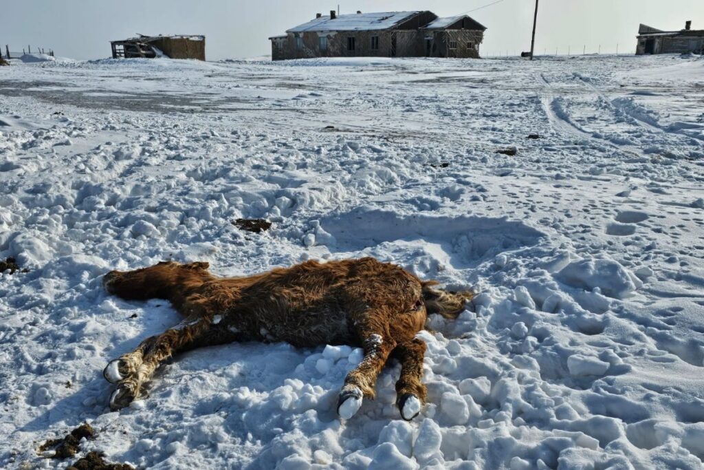 Массовая гибель скота зафиксирована в Атырауской области (ВИДЕО)