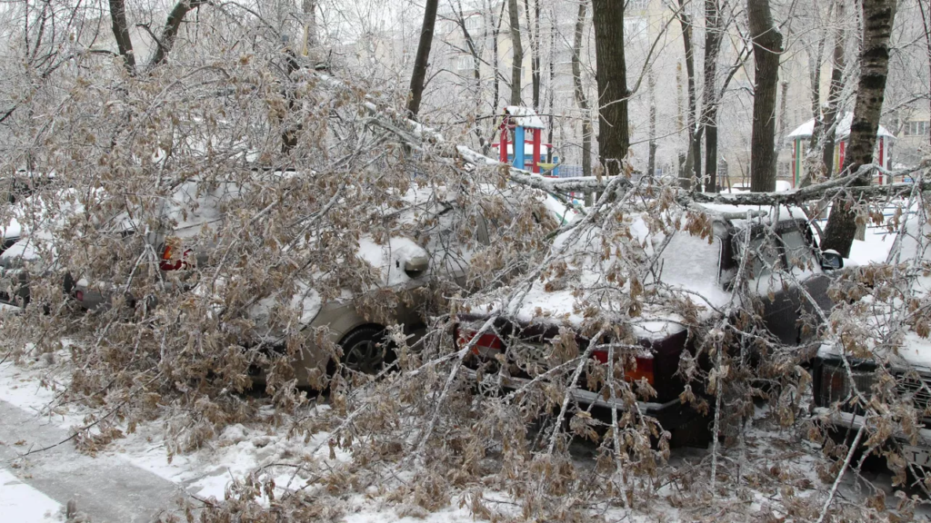 Нөсер мен қардан кейін Шымкентте ағаш құлап, оқушы мерт болды