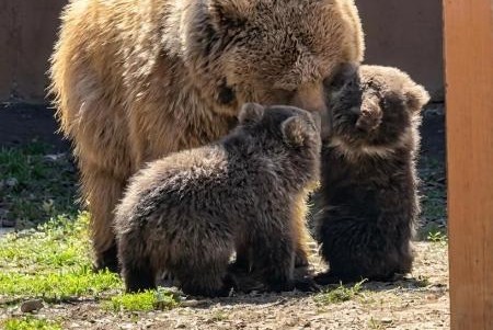 Краснокнижные медвежата родились в Алматинском зоопарке