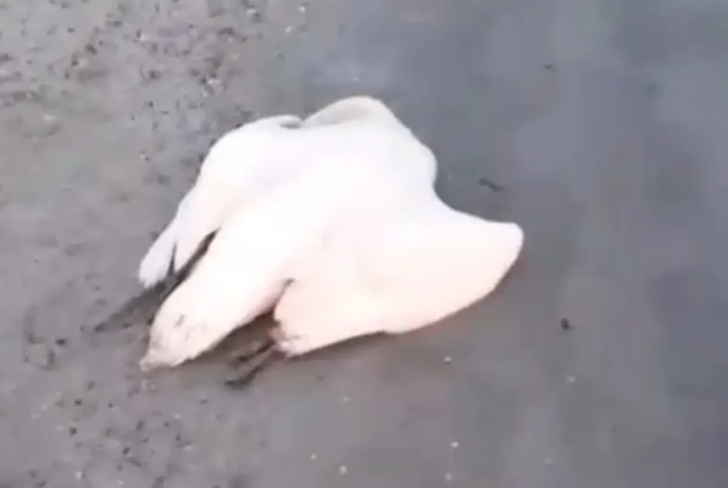 На побережье Каспия обнаружили мертвых лебедей